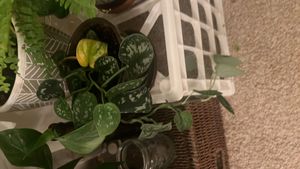 satin pothos
