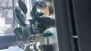 Goeppertia roseopicta