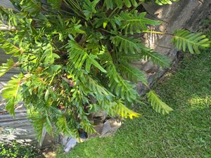 Cut-Leaf Philodendron