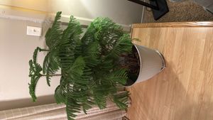 Norfolk Island Pine