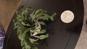 false Christmas cactus