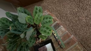 prayerplant