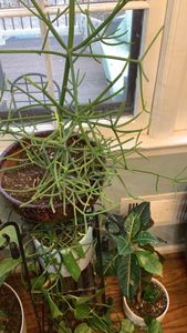 rubber-hedge euphorbia