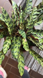 Rattlesnake-plant