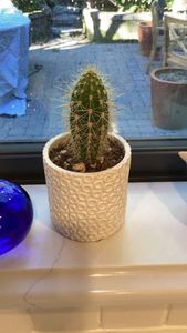 Engelmann's hedgehog cactus