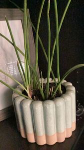 cylindrical snake plant