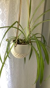 spider plant