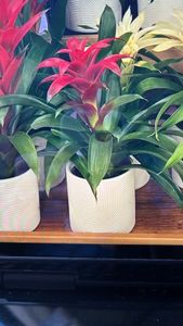 droophead tufted airplant