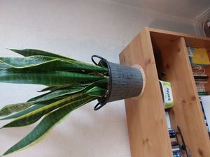 snake plant