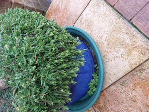 pink trailing iceplant