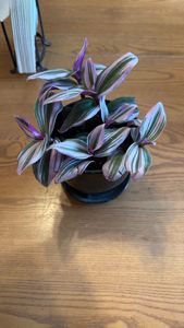 small-leaf spiderwort