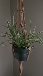 spider plant
