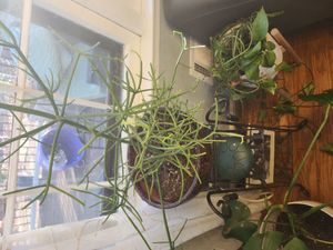 rubber-hedge euphorbia