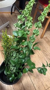 Spanish Butcher's-broom