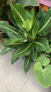 Dieffenbachia oerstedii