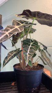 Alocasia × mortfontanensis