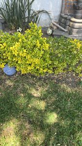 Japanese spindletree