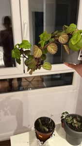 whorled plectranthus