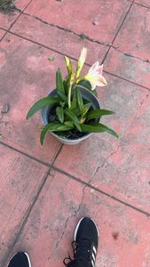 Netted-veined amaryllis