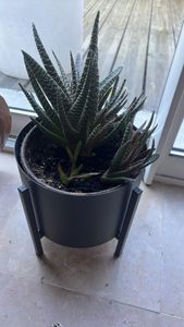 Zebra Haworthia