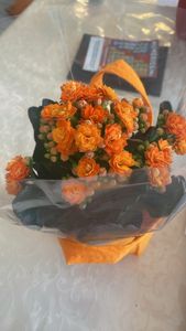 Madagascar widow's-thrill