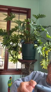 Tree Philodendron