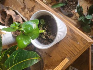 Madagascar widow's-thrill