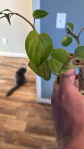 heart-leaf philodendron