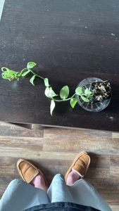 African asparagus fern