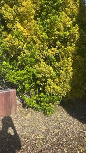 Japanese spindletree