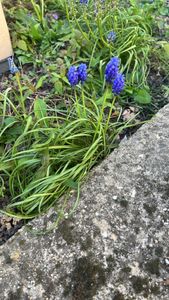 Armenian grape hyacinth