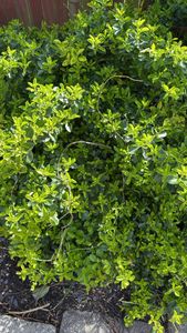 Japanese spindletree