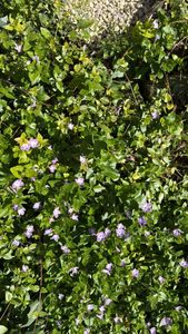 Intermediate Periwinkle