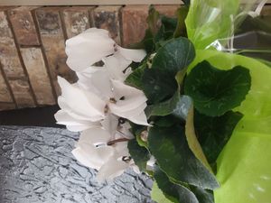 florist's cyclamen