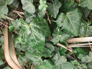 Common Ivy