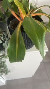 Chlorophytum orchidastrum