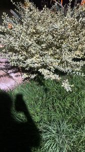 roundleaf buffaloberry