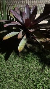 Alcantarea imperialis