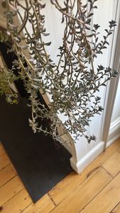 Dendrophorbium peregrinum