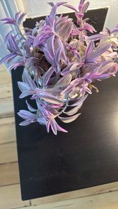 small-leaf spiderwort