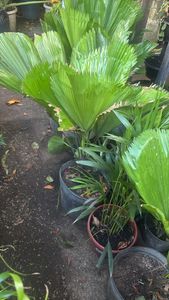 Vanuata fan palm