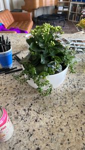 Madagascar widow's-thrill