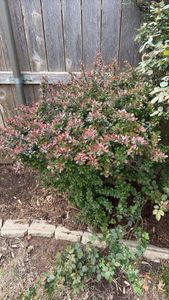 Japanese barberry