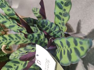 Rattlesnake-plant