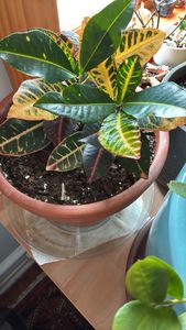 garden croton