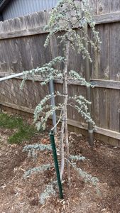 Atlas Cedar