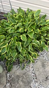 Wavy-leaf Plantain-Lily