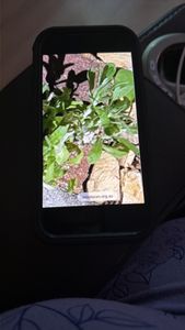 Pennsylvania Cudweed