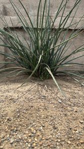 redflower false yucca