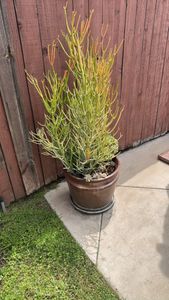 rubber-hedge euphorbia